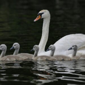 mute swan, swan, cygnets-8072836.jpg