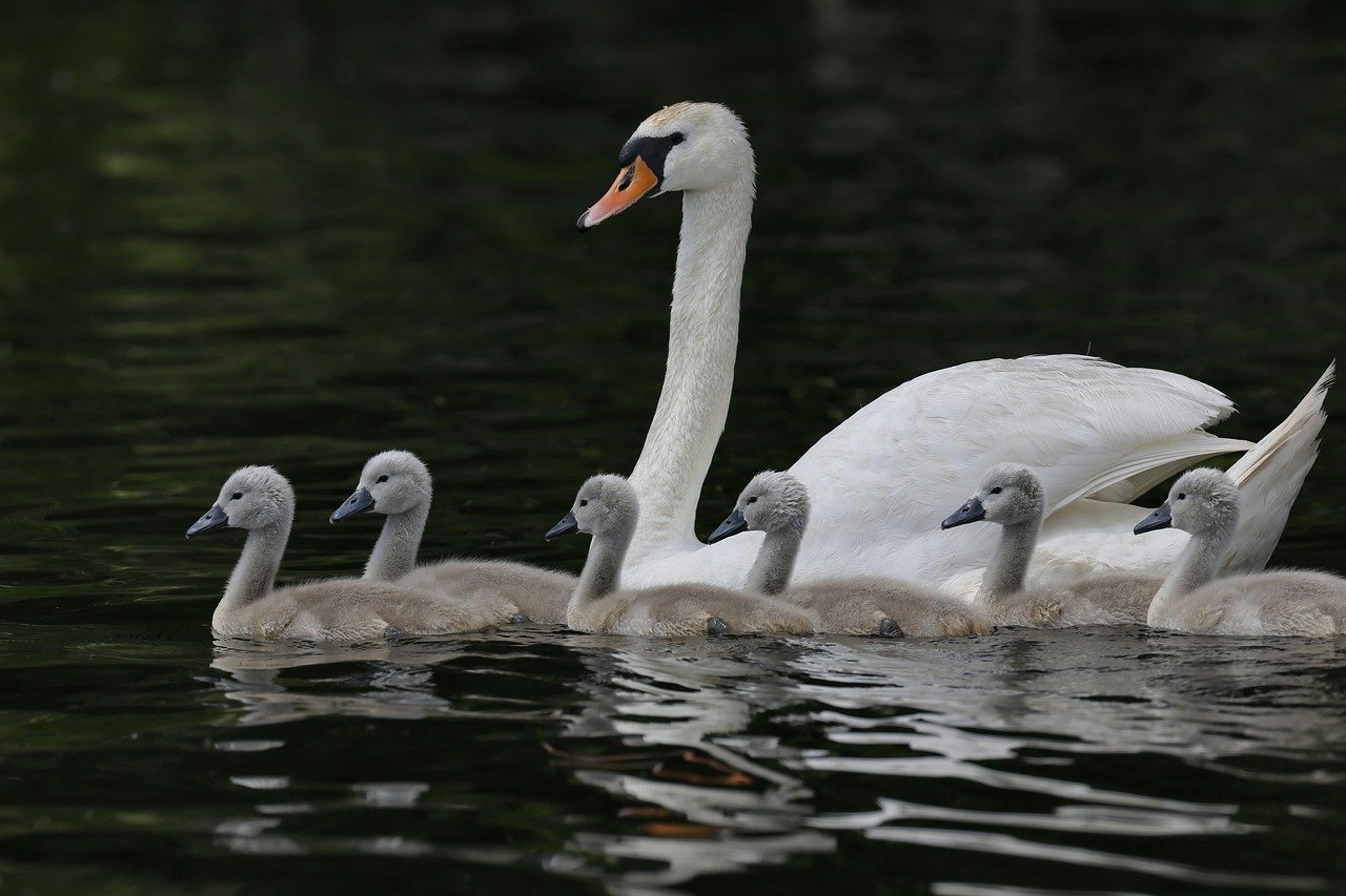 mute swan, swan, cygnets-8072836.jpg